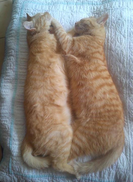 Au Chat Ronfleur Bagnères-de-Bigorre Zewnętrze zdjęcie