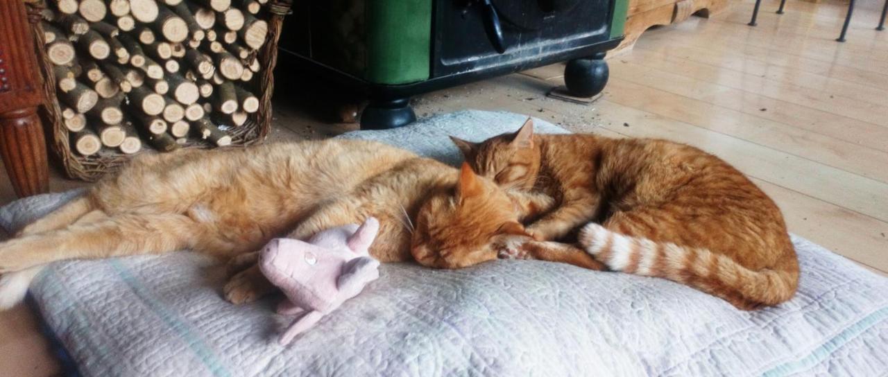 Au Chat Ronfleur Bagnères-de-Bigorre Zewnętrze zdjęcie