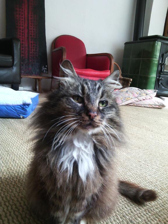 Au Chat Ronfleur Bagnères-de-Bigorre Zewnętrze zdjęcie